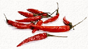 Chilischoten